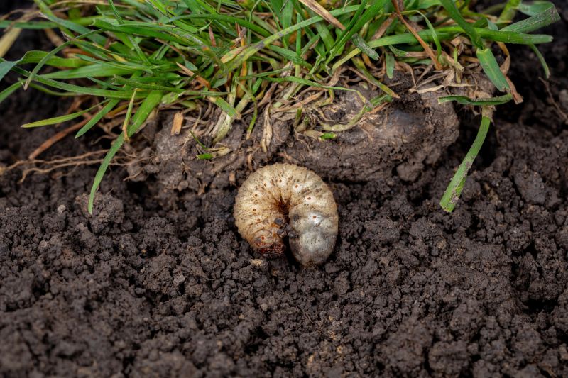 Grub Control