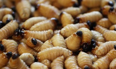 Grub Control