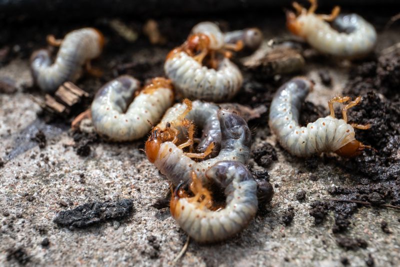 Grub Control