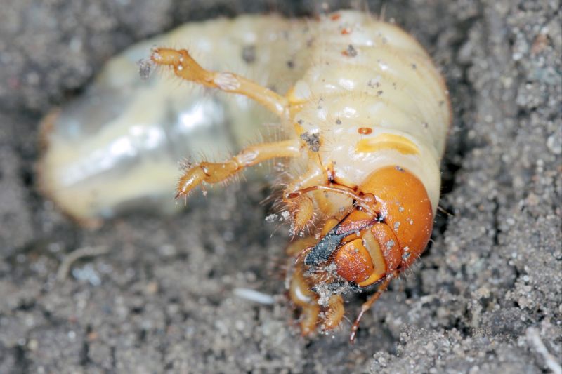 Grub Control