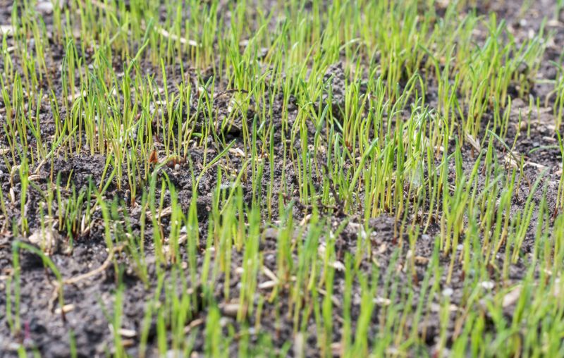 Nutrient Absorption in Grass