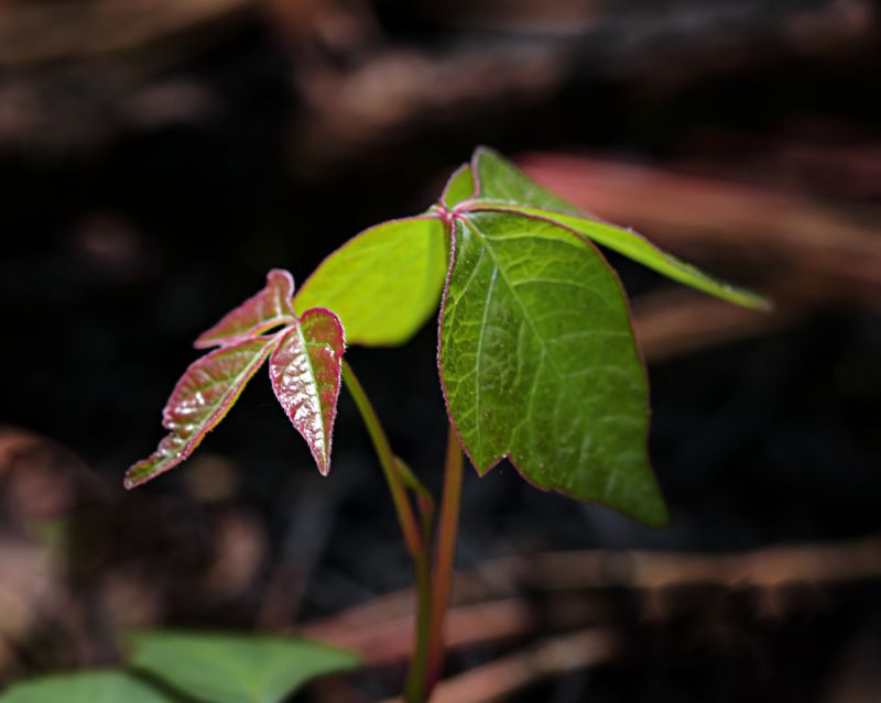 Poison Ivy Removal